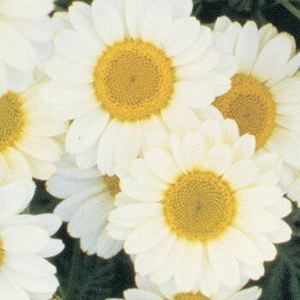 SUSANNA MITCHELL GOLDEN MARGARITE