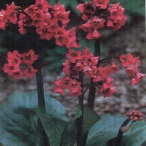WINTER GLOW BERGENIA