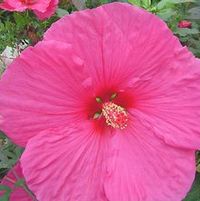 AQUARIAN FLEMING HARDY HIBISCUS