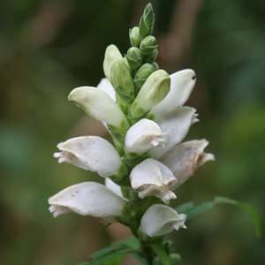 WHITE TURTLEHEAD