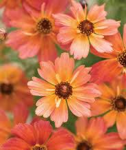 LIMEROCK DREAM TICKSEED