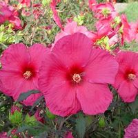 ERUPTION FLEMING HARDY HIBISCUS