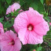 DREAM CATCHER FLEMING HARDY HIBISCUS