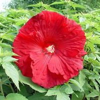 TORCHY FLEMING HARDY HIBISCUS