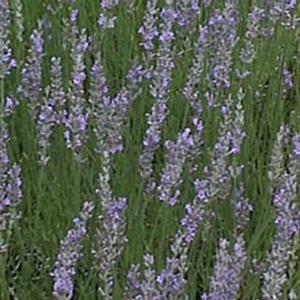 FRED BOUTIN LAVENDER