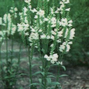 MISS MANNERS OBEDIENT PLANT