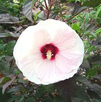 CROWN JEWELS FLEMING HARDY HIBISCUS