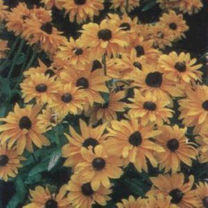 MARMALADE BLACK-EYED SUSAN