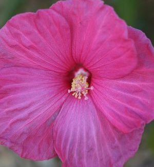 SATELLITE DWARF FLEMING HARDY HIBISCUS