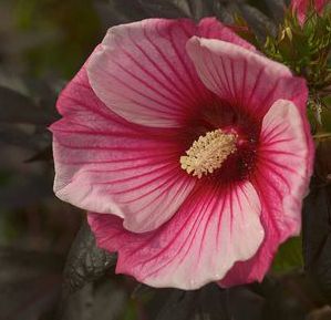 SMALL WONDER DWARF FLEMING HARDY HIBISCUS