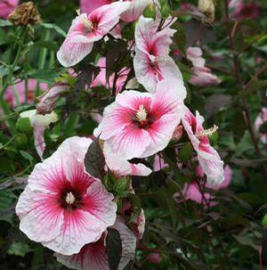 COPPER QUEEN DWARF FLEMING HARDY HIBISCUS