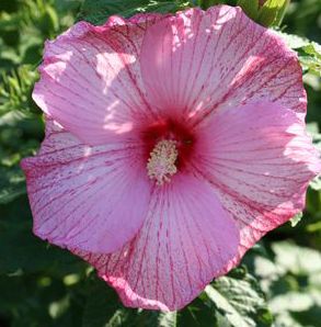 PINK COMET DWARF FLEMING HARDY HIBISCUS