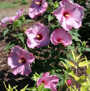 LITTLE PRINCE DWARF FLEMING™ HARDY HIBISCUS