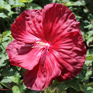 ROBERT FLEMING FLEMING HARDY HIBISCUS