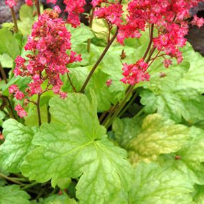 HAVANA CORAL BELLS