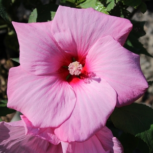 CHERUB DWARF FLEMING HARDY HIBISCUS