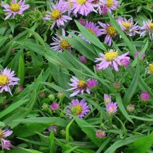 WOOD'S BLUE ASTER