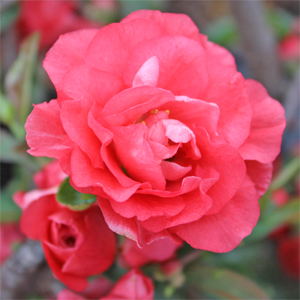DOUBLE TAKE® PINK STORM QUINCE