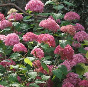 ENDLESS SUMMER® BELLA ANNA HYDRANGEA
