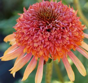 SECRET™ DESIRE CONEFLOWER