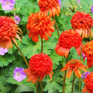 SECRET™ LUST CONEFLOWER