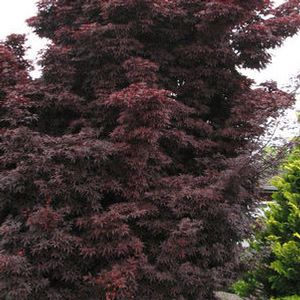 TWOMBLY'S RED SENTINEL UPRIGHT JAPANESE MAPLE