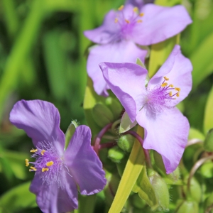 SUNSHINE CHARM SPIDERWORT