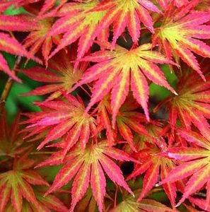 SENSU FULL MOON UPRIGHT JAPANESE MAPLE