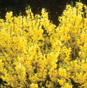 GOLDEN PEEP FORSYTHIA