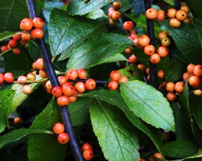 SOUTHERN GENTLEMAN MALE WINTERBERRY HOLLY