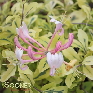 HARLEQUIN HONEYSUCKLE