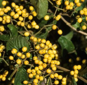 MICHAEL DODGE VIBURNUM