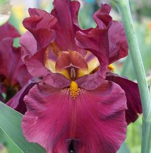 SATURDAY NIGHT LIVE IRIS