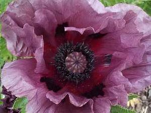 PATTY'S PLUM ORIENTAL POPPY