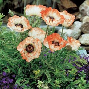 PICOTEE ORIENTAL POPPY