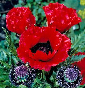 SCARLET O'HARA ORIENTAL POPPY