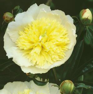 PRIMEVERE GARDEN PEONY