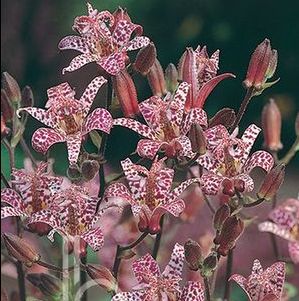 TOAD LILY