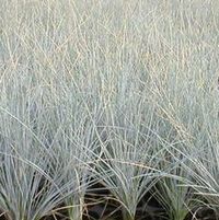 BOULDER BLUE FESCUE