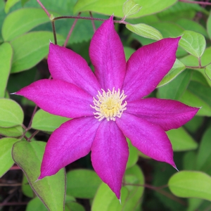 PINK CHAMPAGNE CLEMATIS