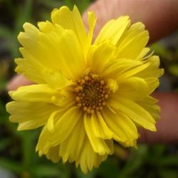 BIG BANG™ GALAXY TICKSEED