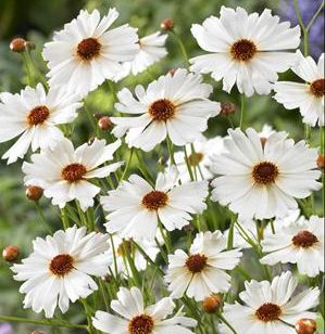 BIG BANG™ LIMBO TICKSEED