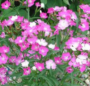 FIRST LOVE® DIANTHUS