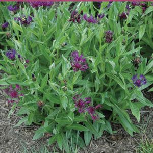 AMETHYST DREAM BACHELOR'S BUTTON