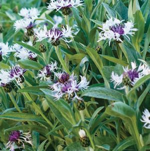 AMETHYST IN SNOW BACHELOR'S BUTTON