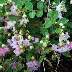 CASCADING PINK LADY CRAPEMYRTLE