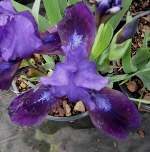 PURPLE BEARDED IRIS