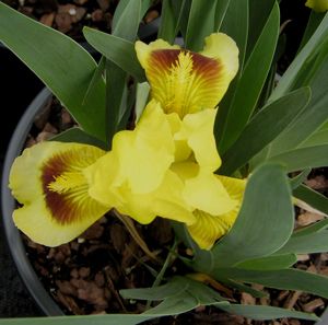 YELLOW BEARDED IRIS