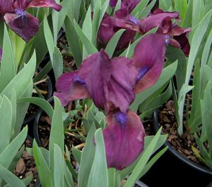 VIOLET BEARDED IRIS