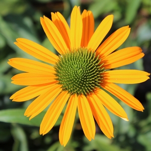 NOW CHEESIER CONEFLOWER